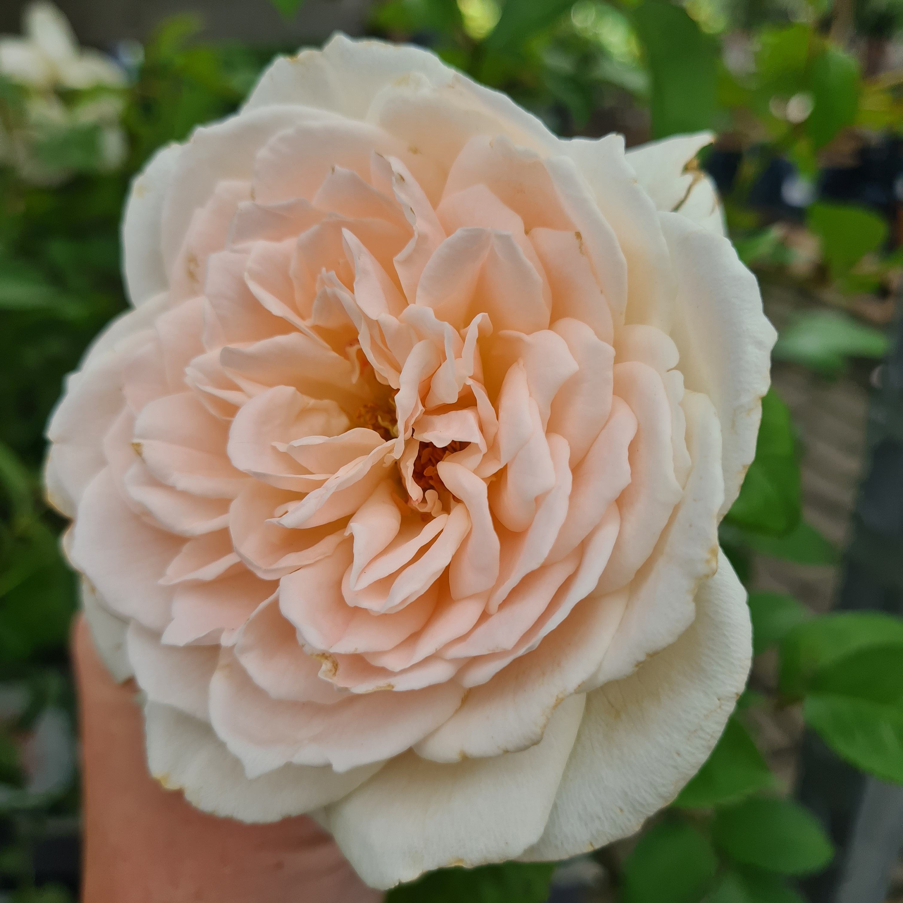 GLYNDEBOURNE® ROSE
