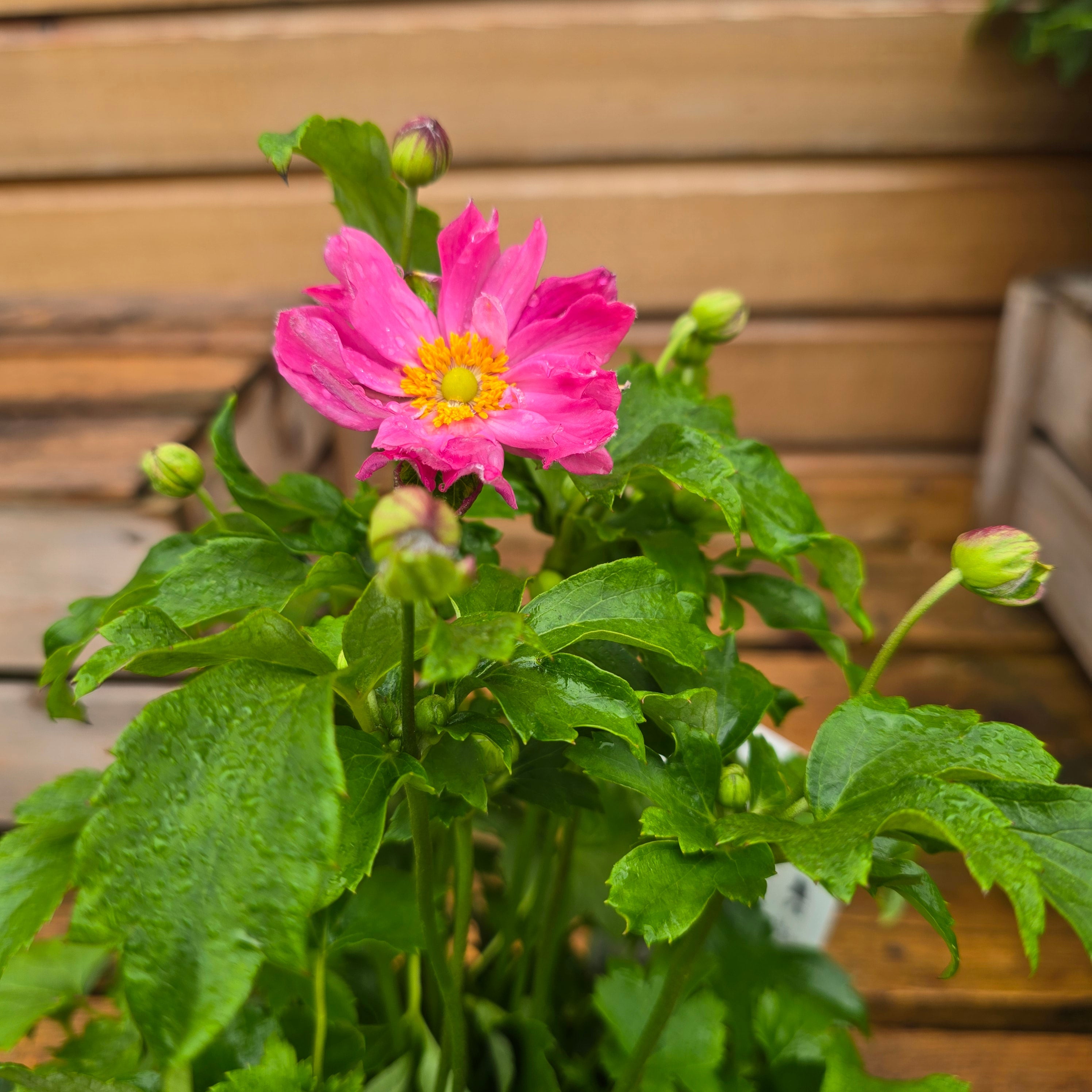 Anemone Pretty Lady Emily
