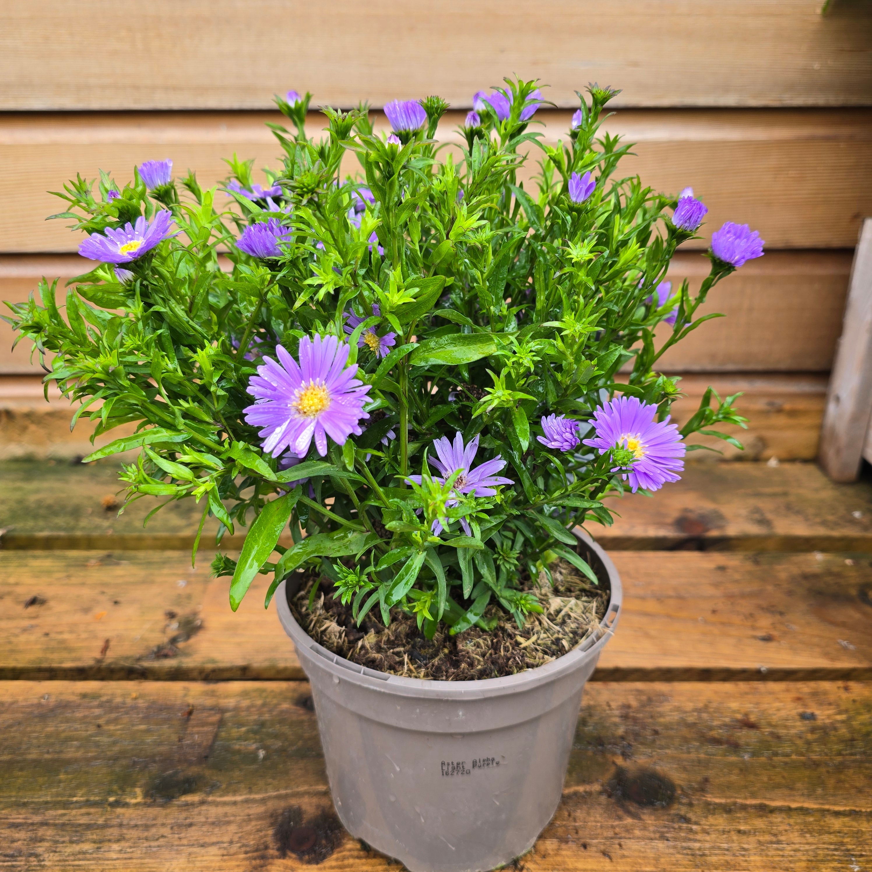 Aster Alpha Light Purple