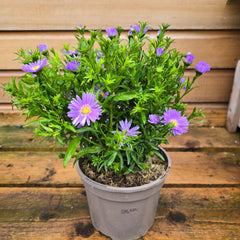 Aster Alpha Light Purple