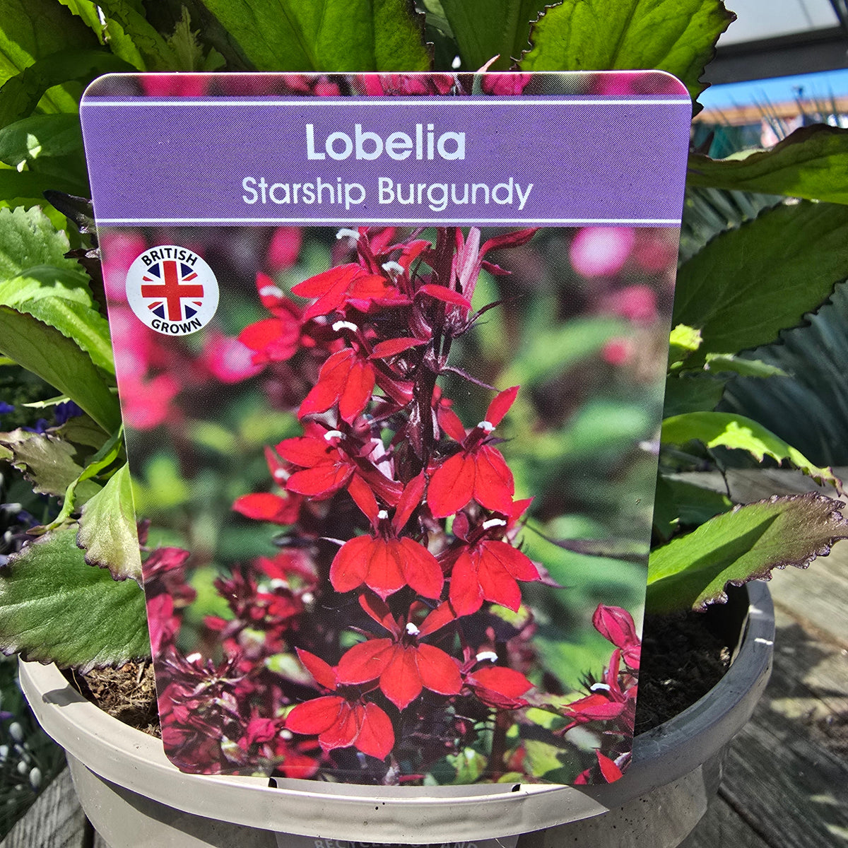 Lobelia Starship Burgundy