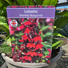 Lobelia Starship Burgundy