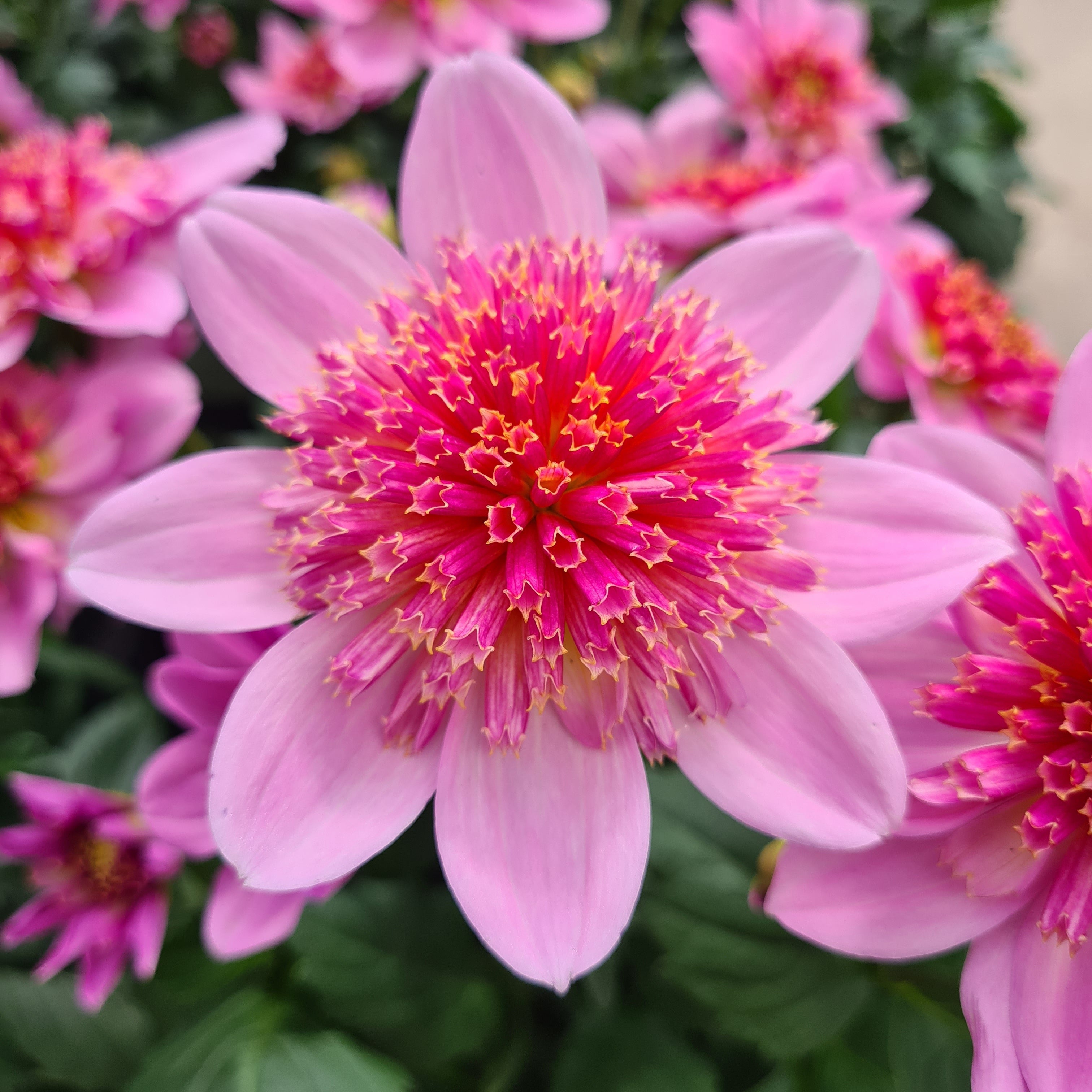 Dahlia- Starburst
