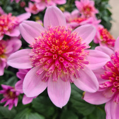 Dahlia- Starburst