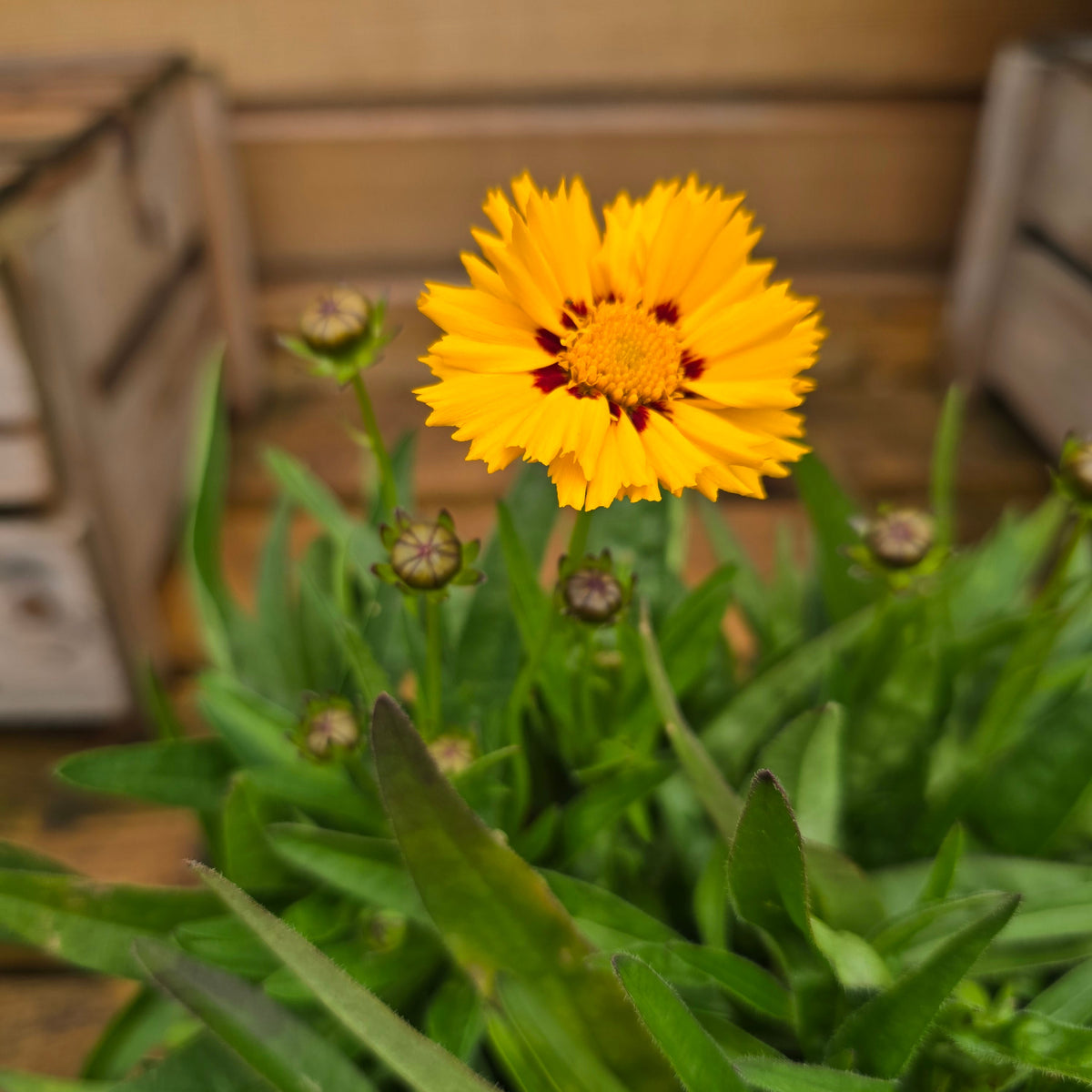 Coreopsis 'Early Sunrise' 17cm