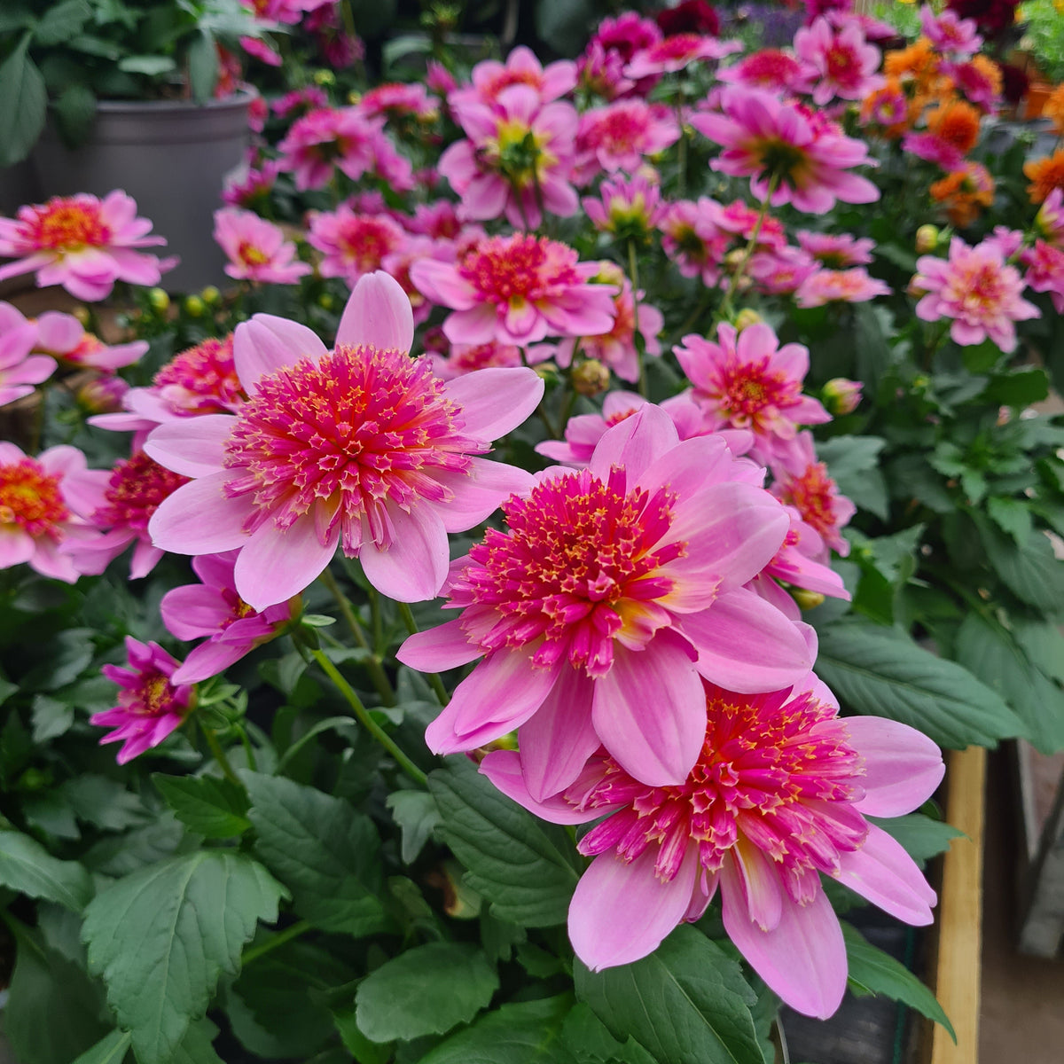 Dahlia- Starburst