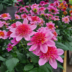 Dahlia- Starburst