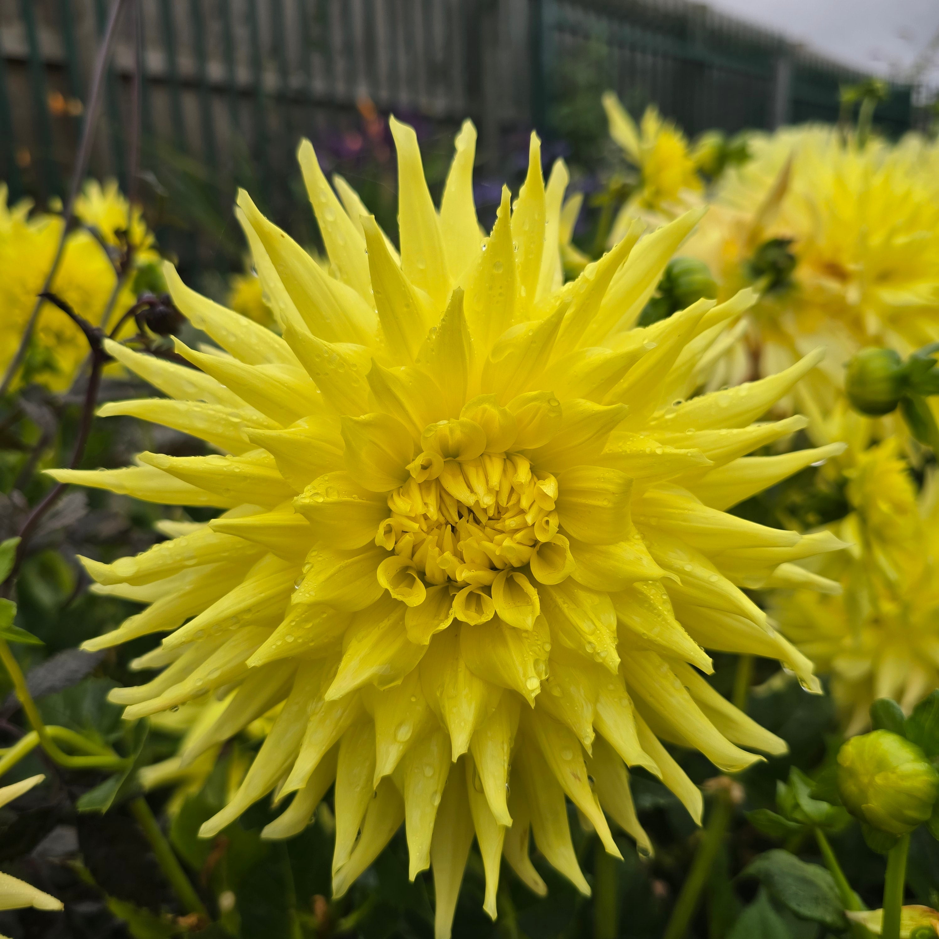 Dahlia Kelvin Floodlight