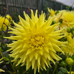 Dahlia Kelvin Floodlight