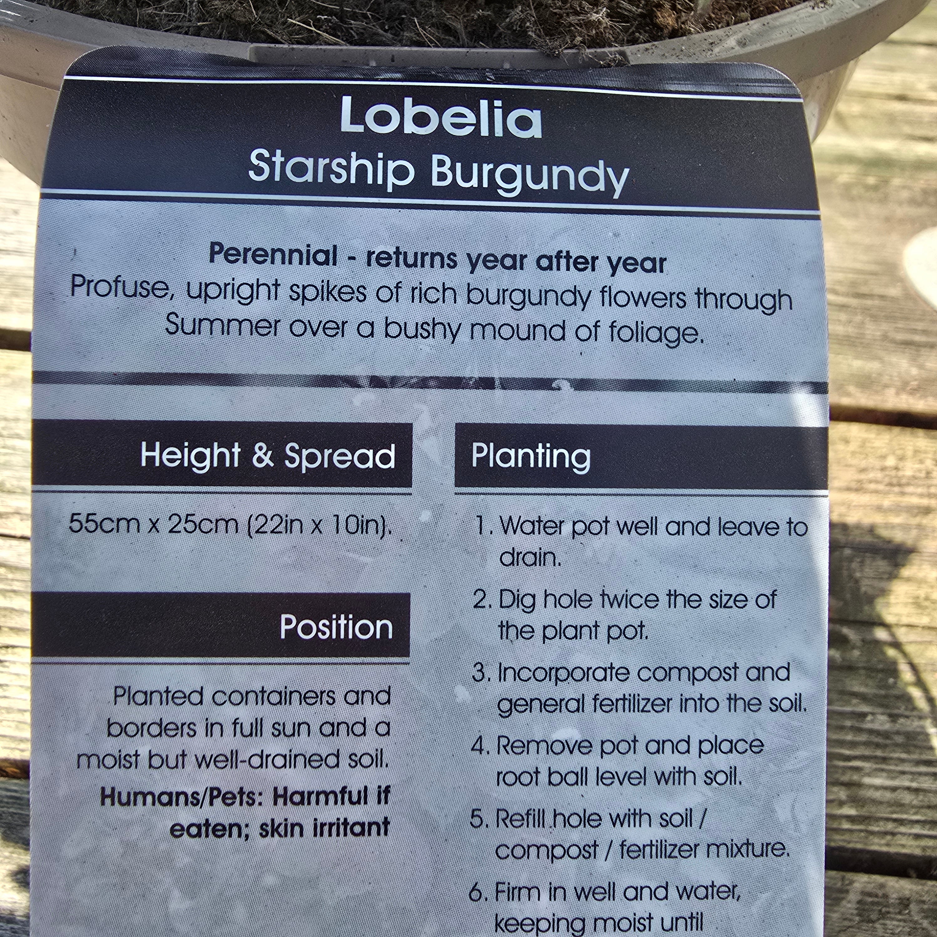 Lobelia Starship Burgundy