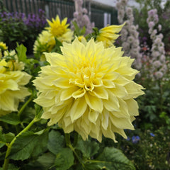 Dahlia Kelvin Floodlight