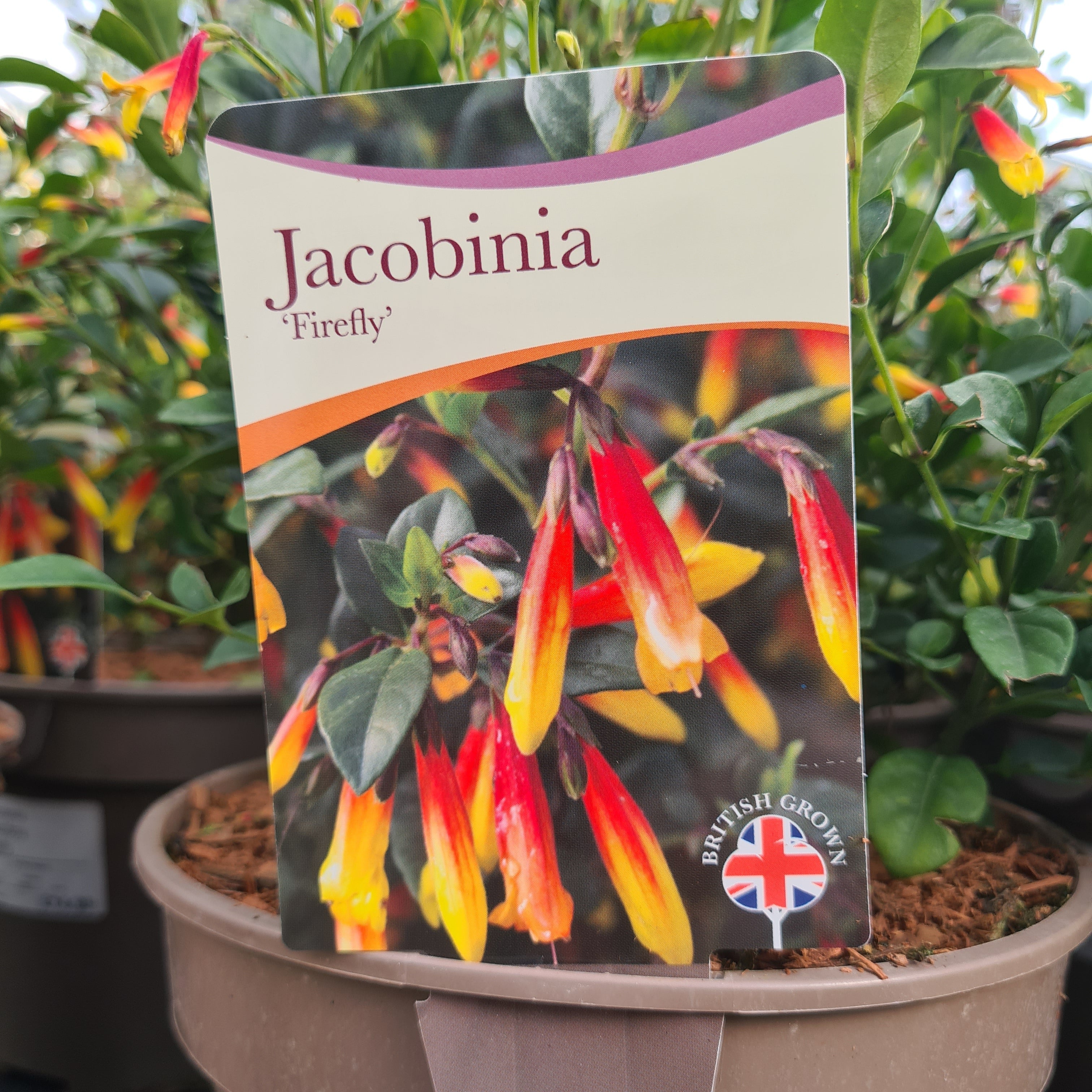 Jacobinia pauciflora Firefly