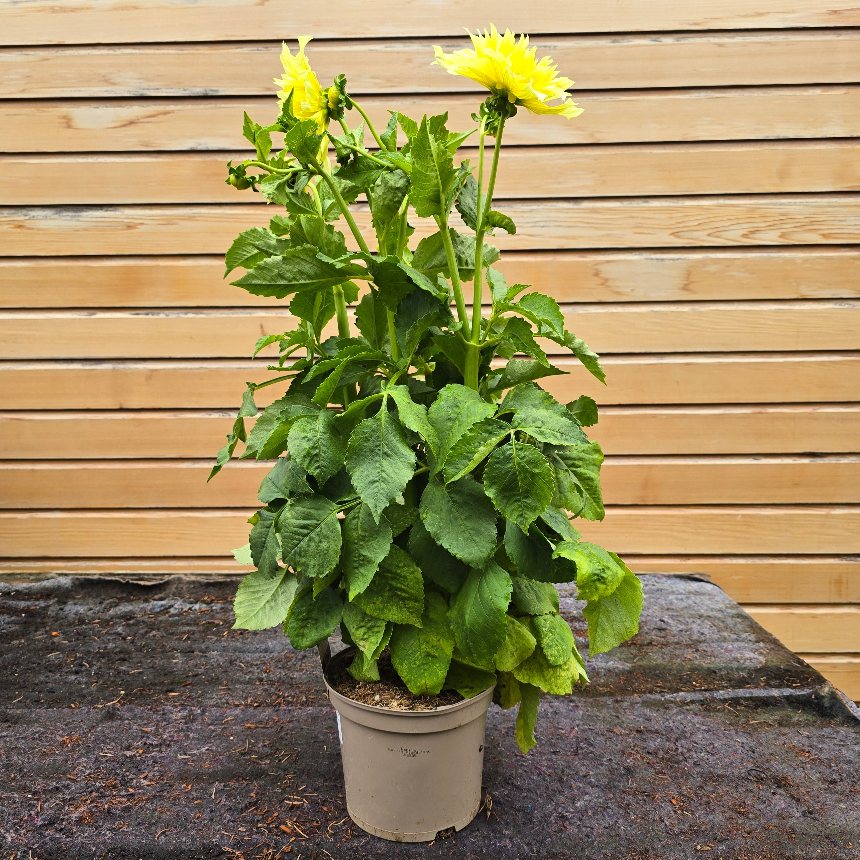 Dahlia Kelvin Floodlight