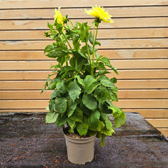 Dahlia Kelvin Floodlight