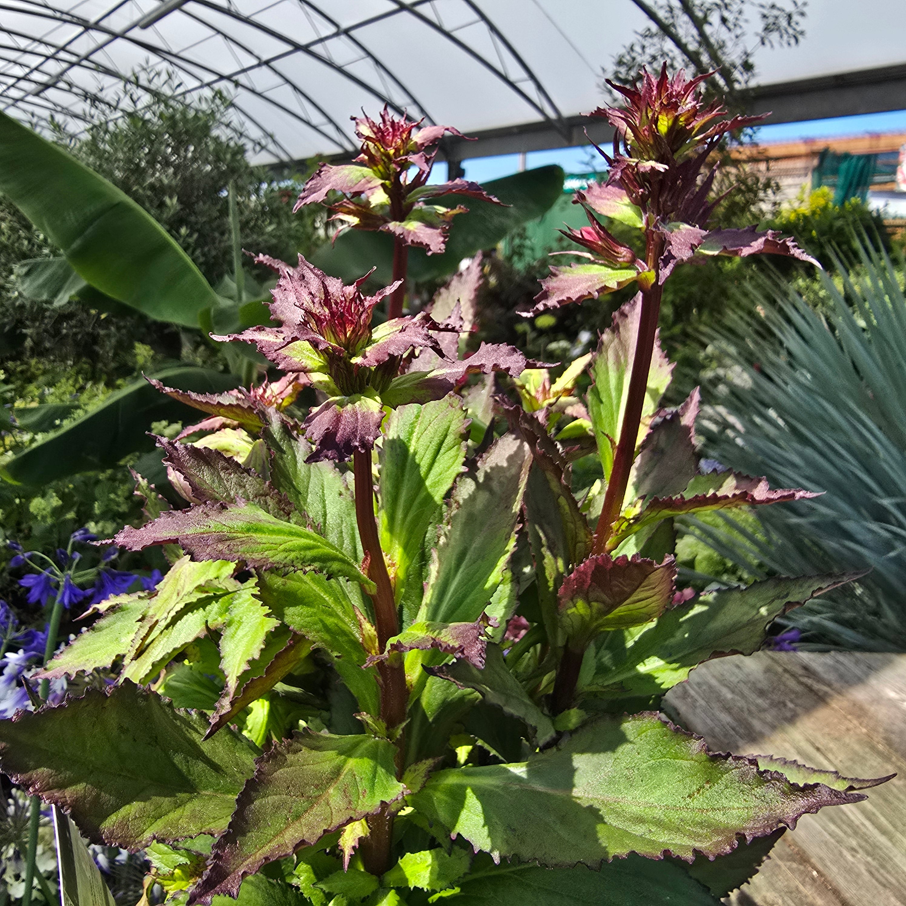 Lobelia Starship Burgundy