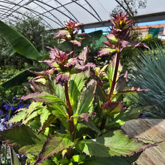 Lobelia Starship Burgundy