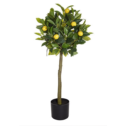 90cm Lemon Tree in Pot