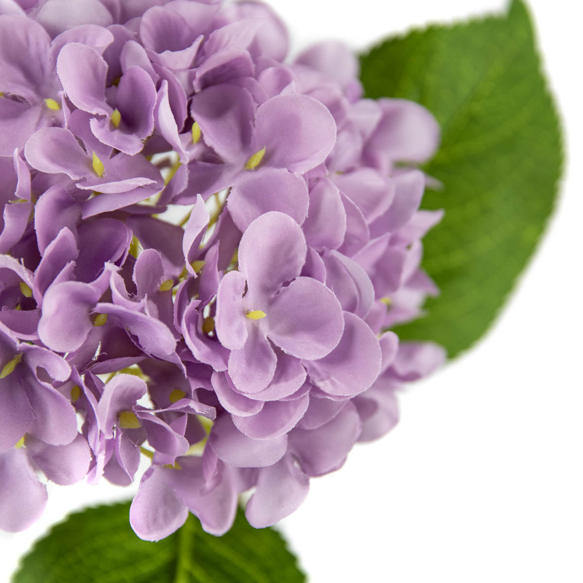 Eleganza Small Head Hydrangea Pastel Lilac
