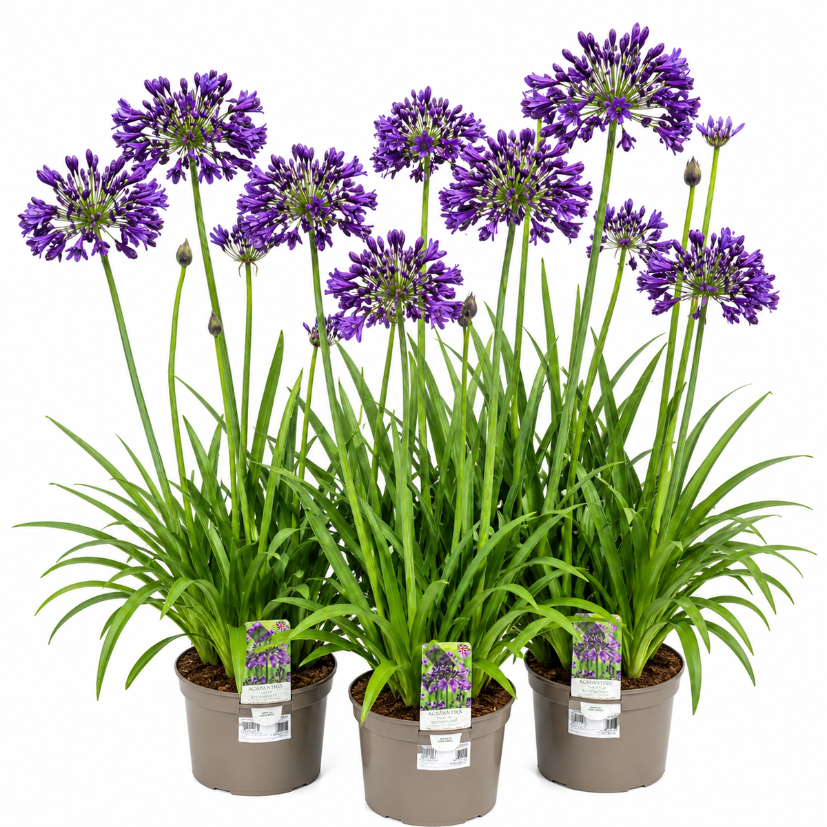 AGAPANTHUS Poppin Purple