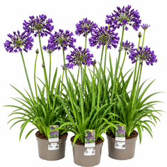 AGAPANTHUS Poppin Purple