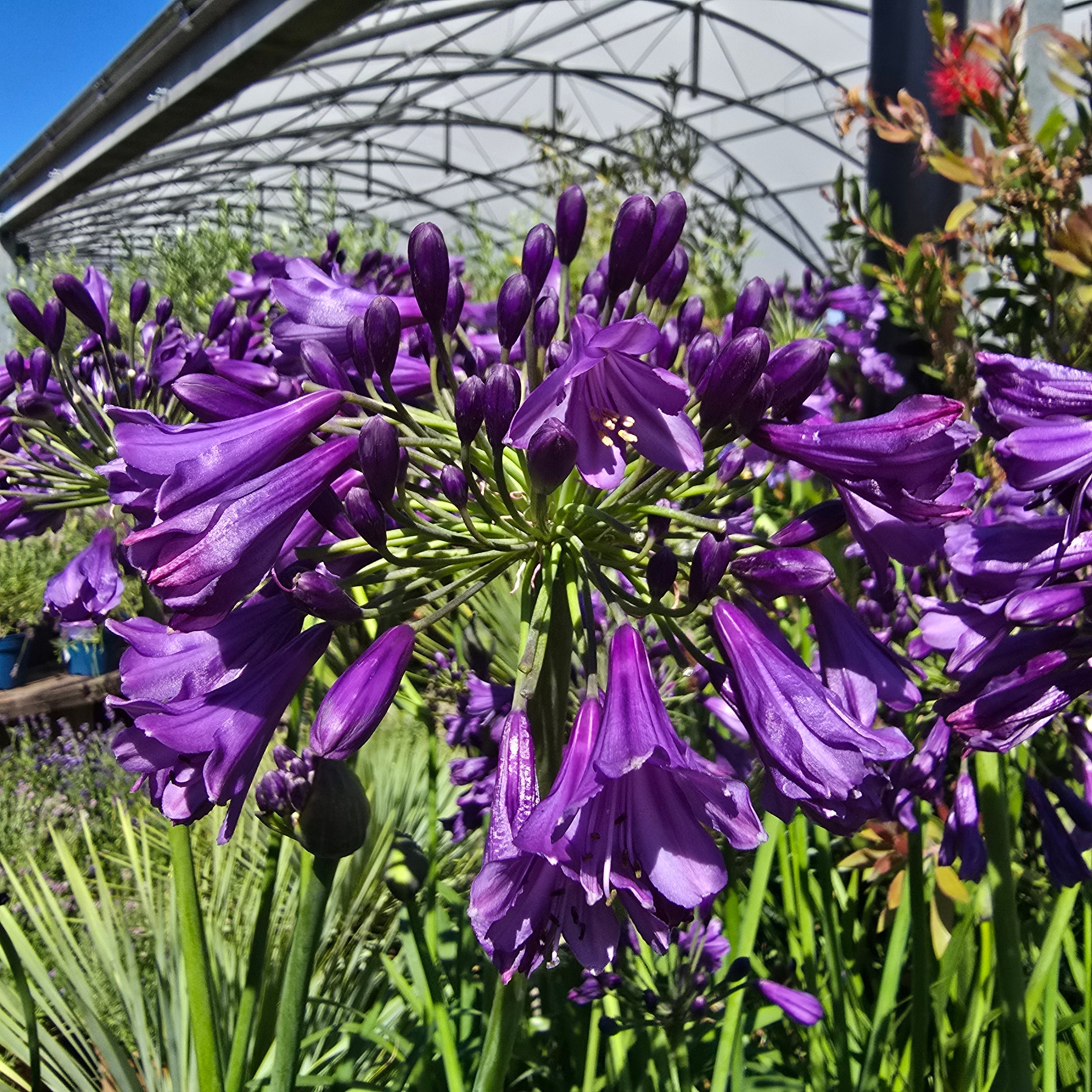 AGAPANTHUS Poppin Purple
