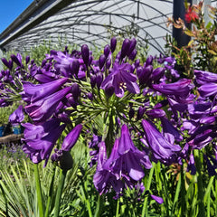AGAPANTHUS Poppin Purple