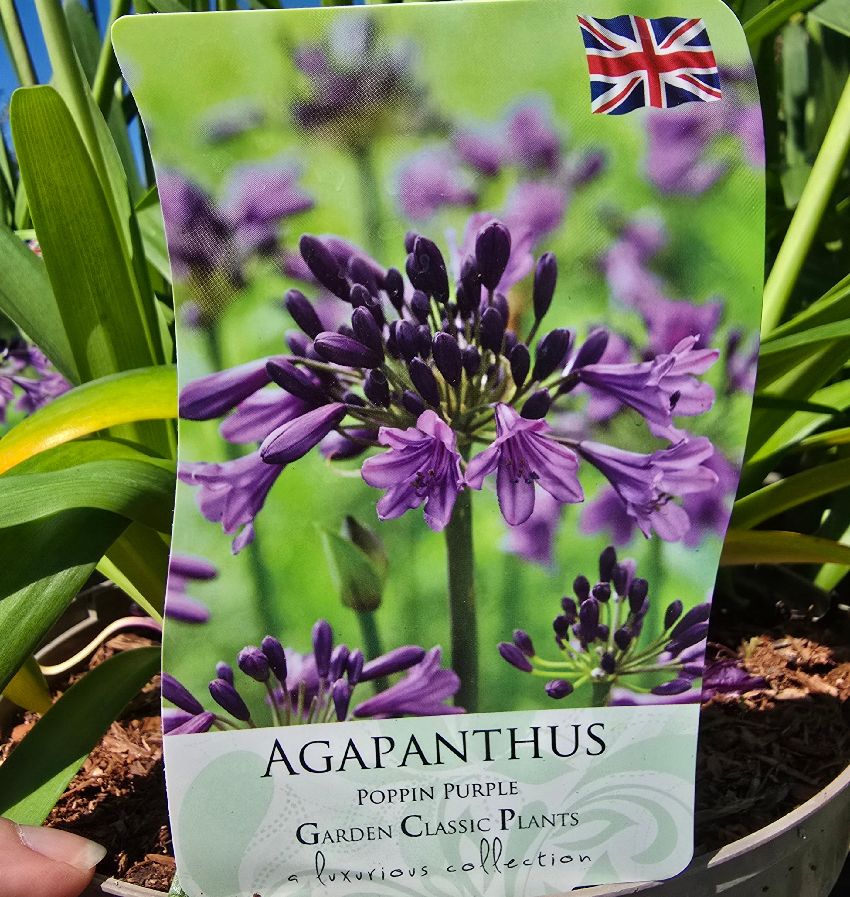 AGAPANTHUS Poppin Purple