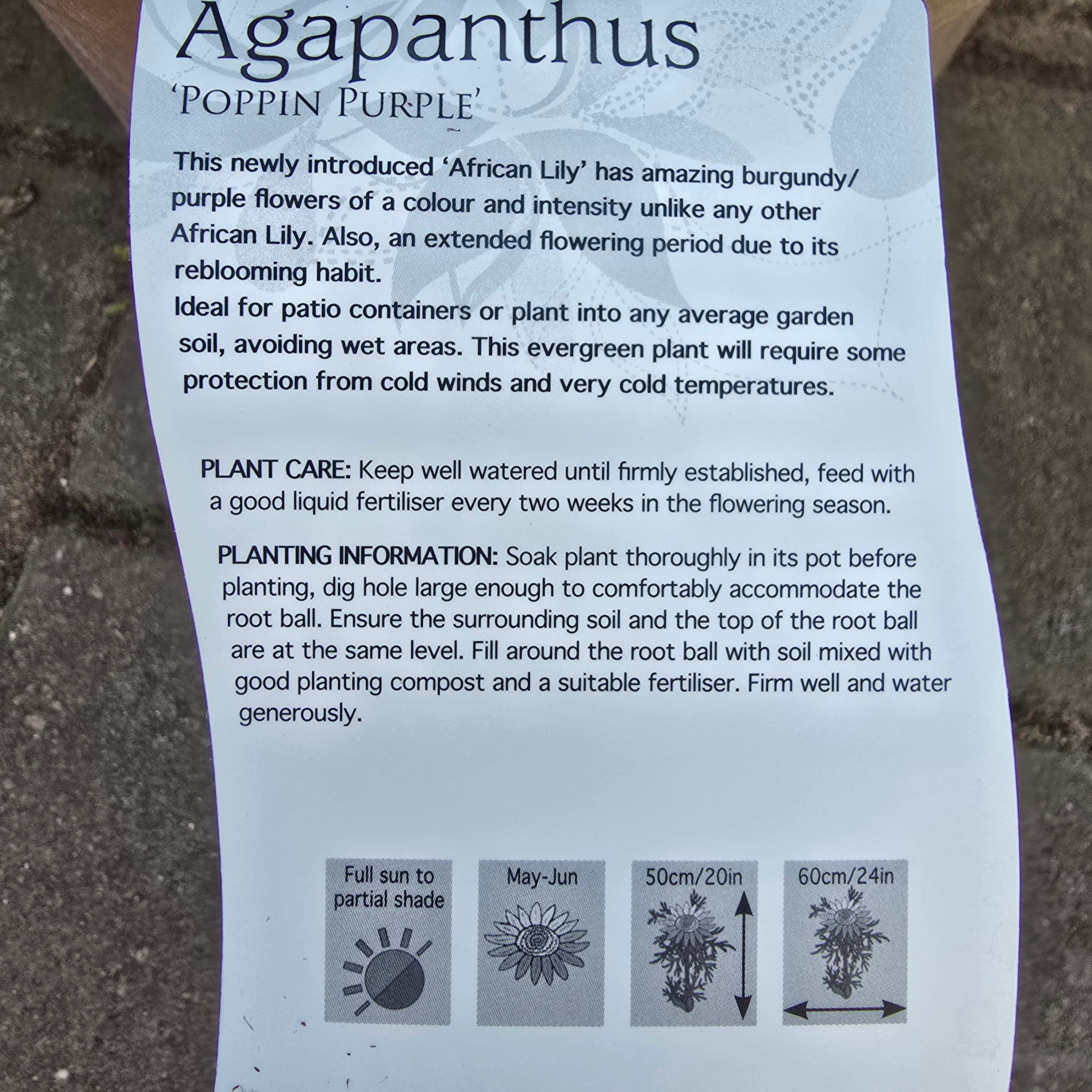 AGAPANTHUS Poppin Purple