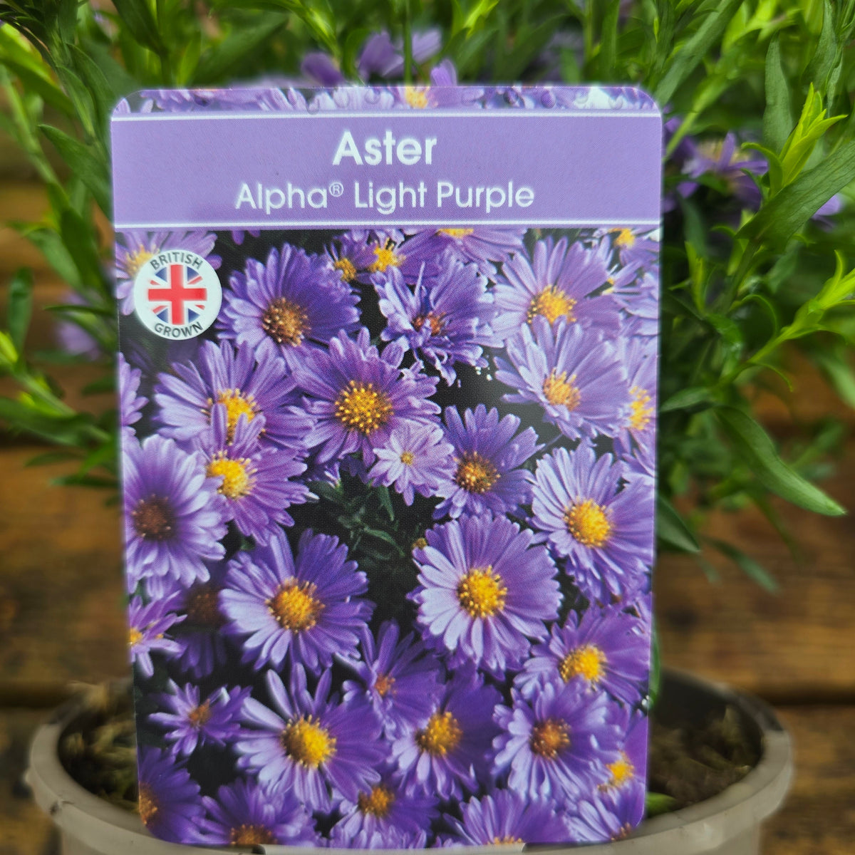Aster Alpha Light Purple