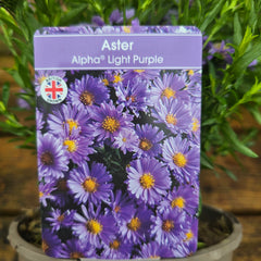 Aster Alpha Light Purple