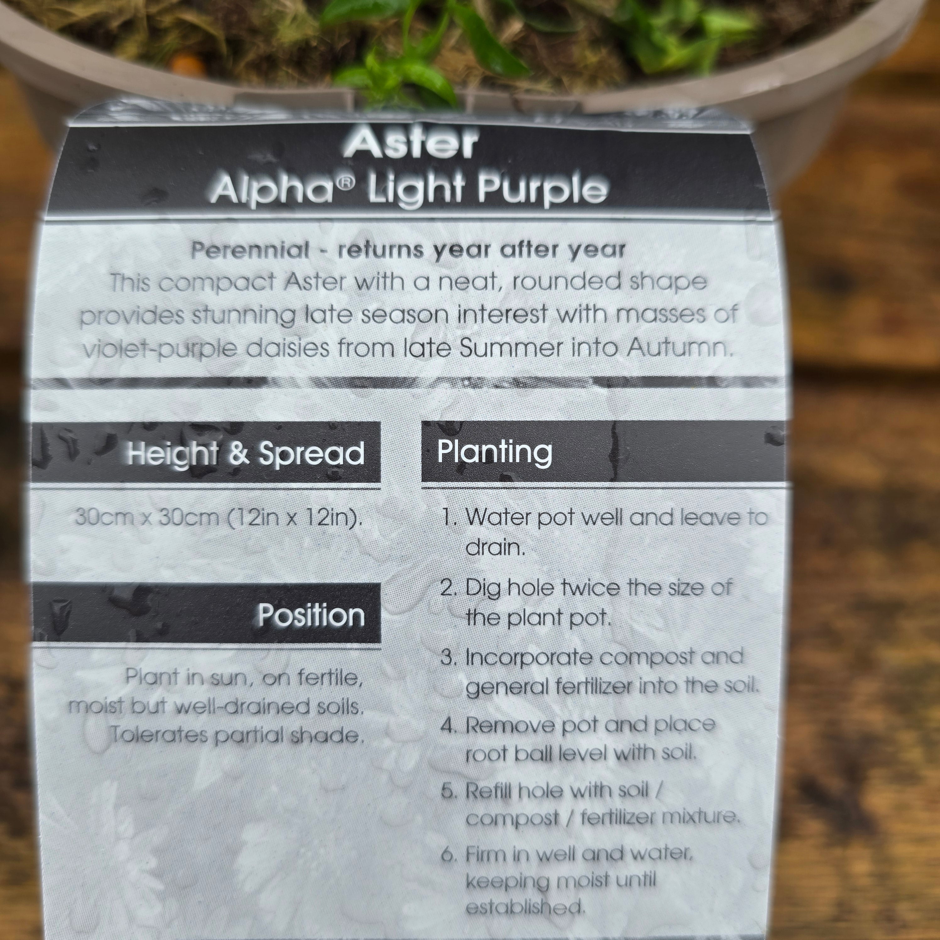 Aster Alpha Light Purple