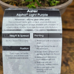 Aster Alpha Light Purple