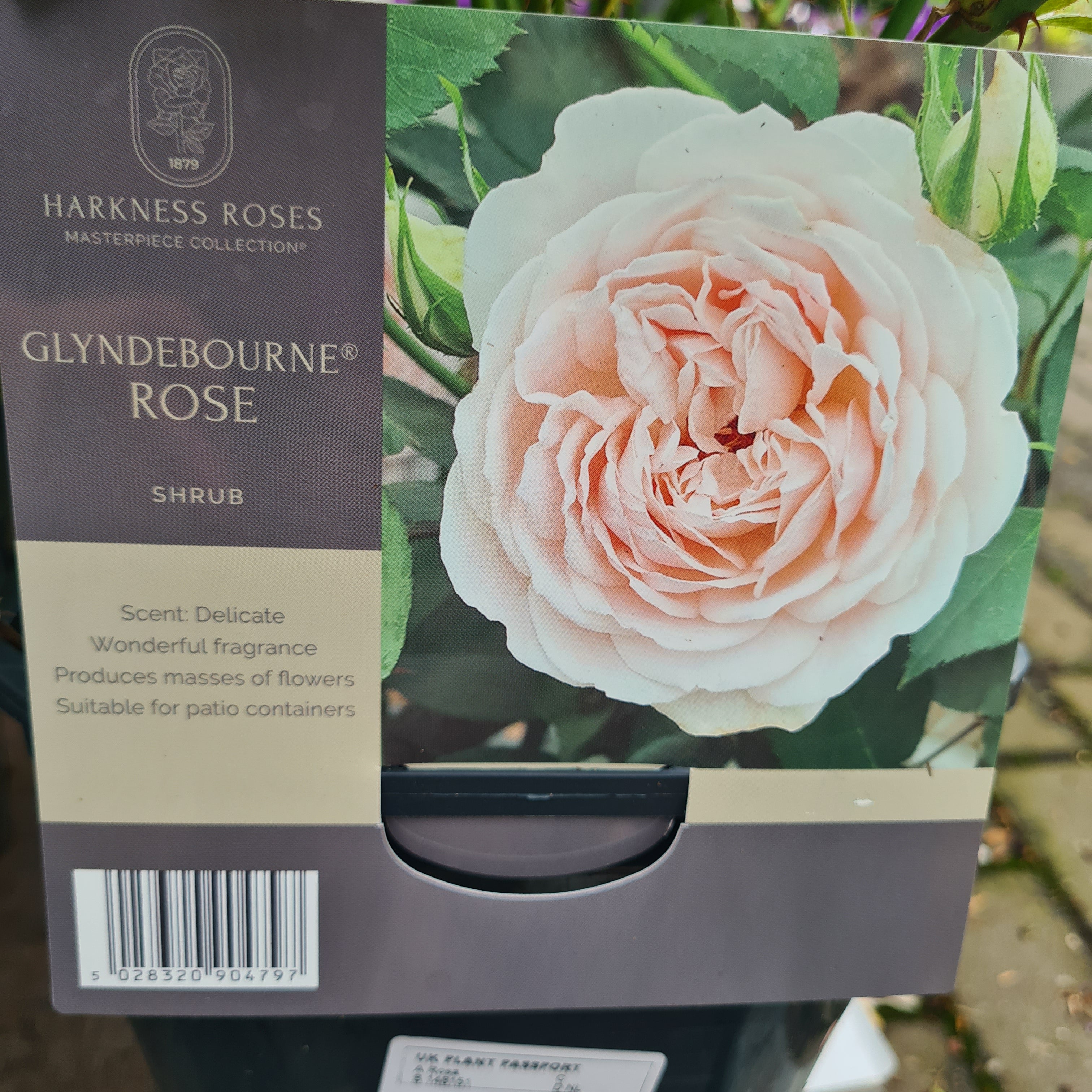 GLYNDEBOURNE® ROSE