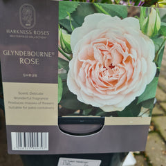 GLYNDEBOURNE® ROSE